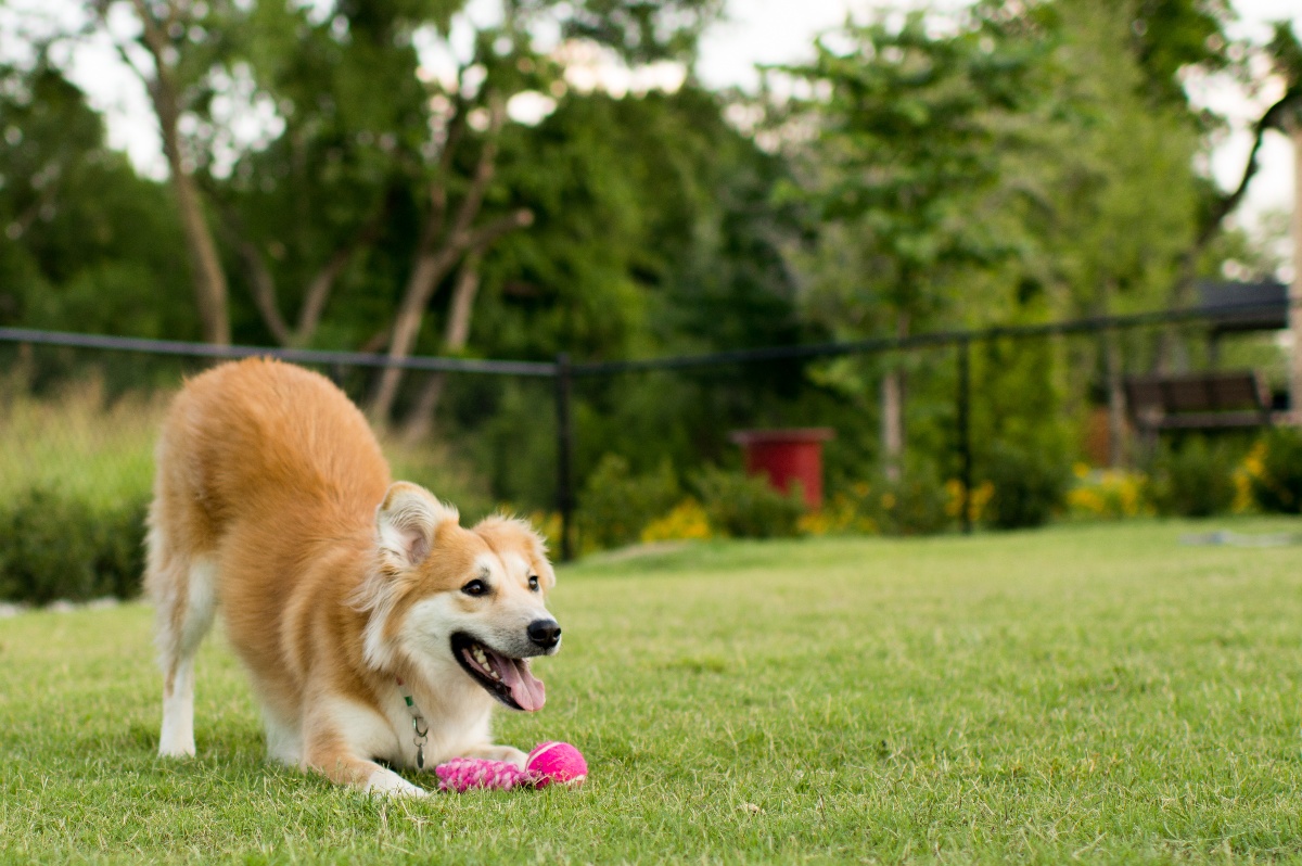 dog park-1